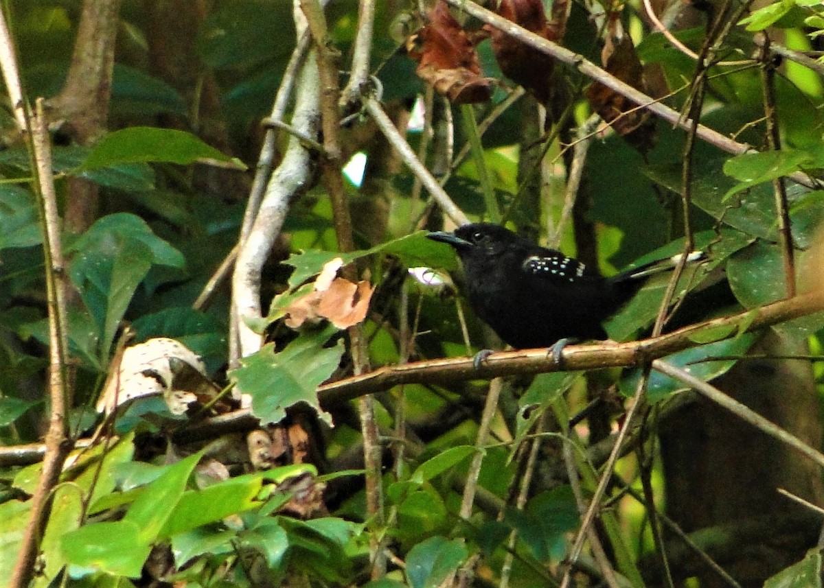 Dot-winged Antwren (microstictus) - eBird