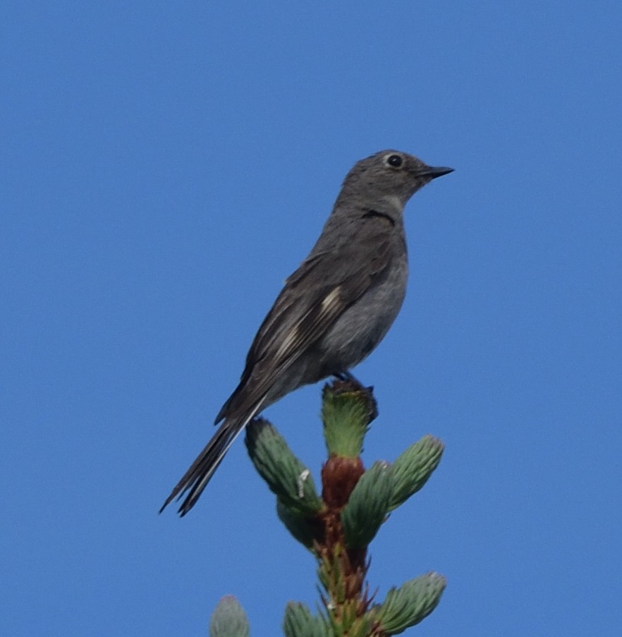 Townsend's Solitaire - Paul Conover