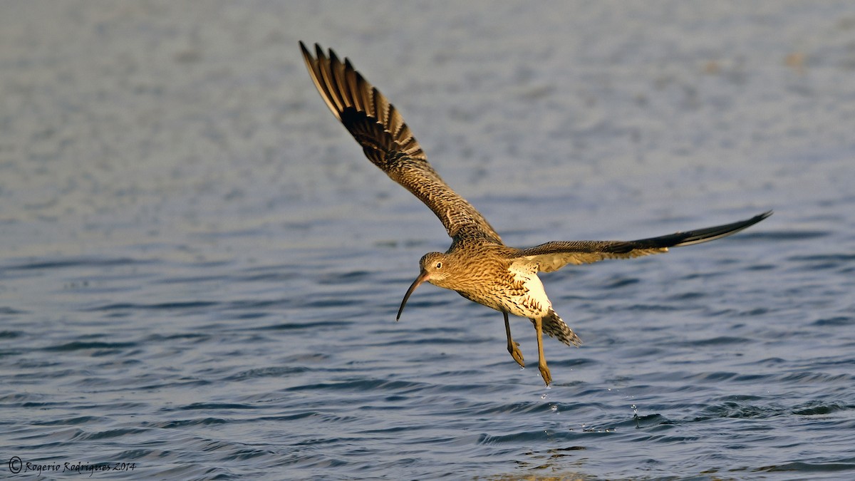 Eurasian Curlew - Rogério Rodrigues