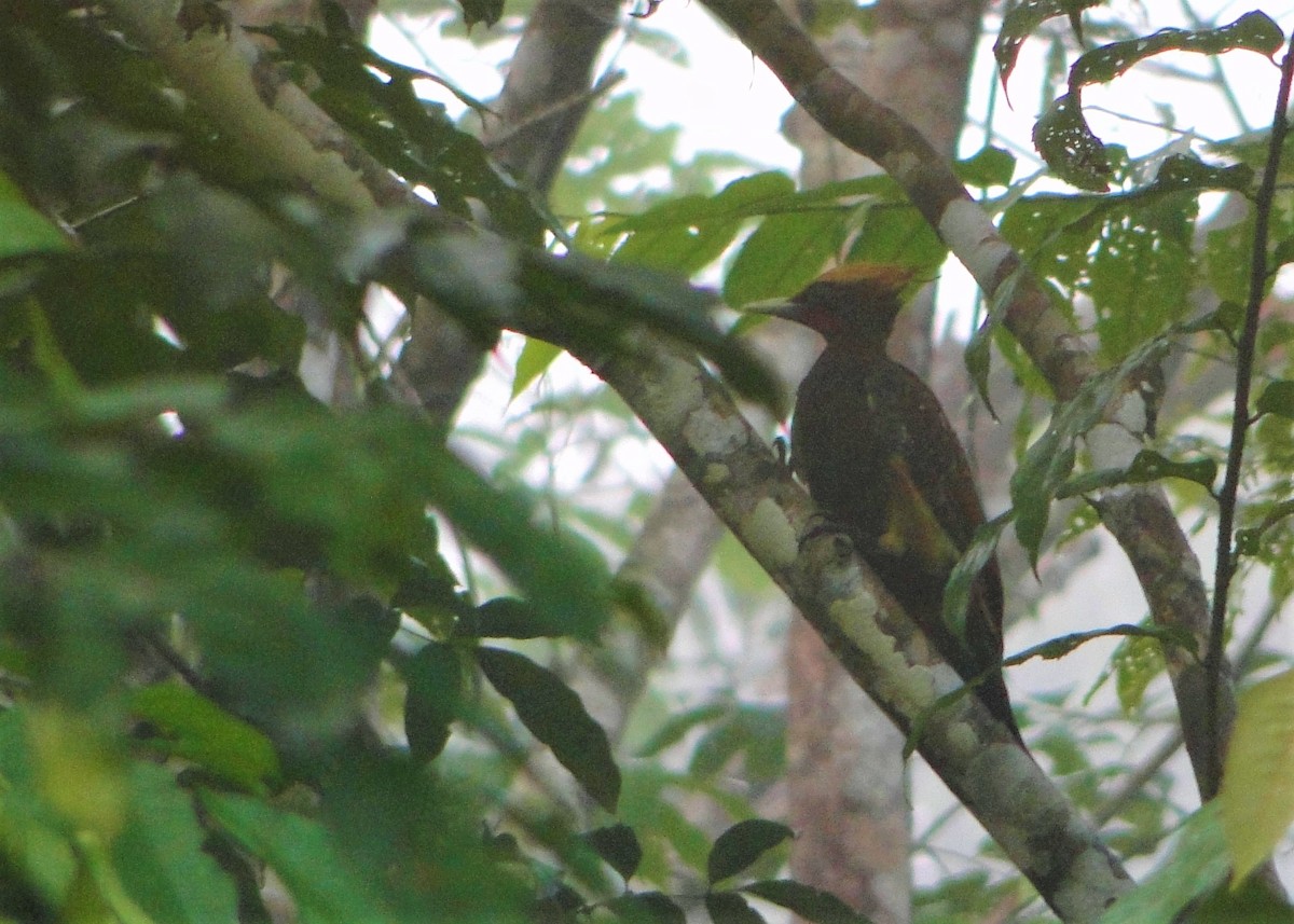 Chestnut Woodpecker - ML64388641