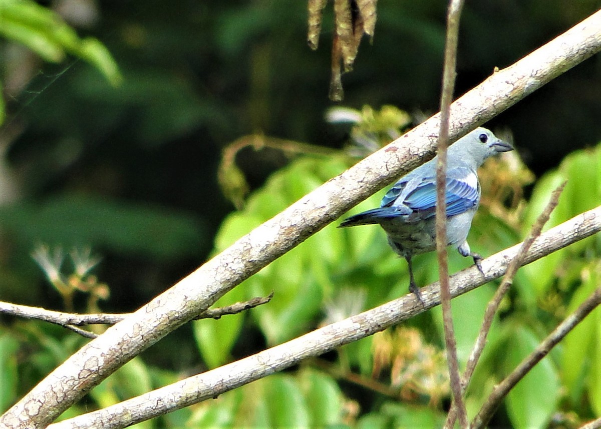 Blue-gray Tanager - ML64388951