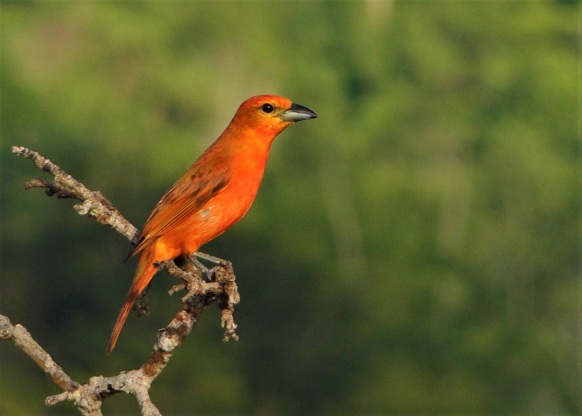 Hepatic Tanager - ML64389691