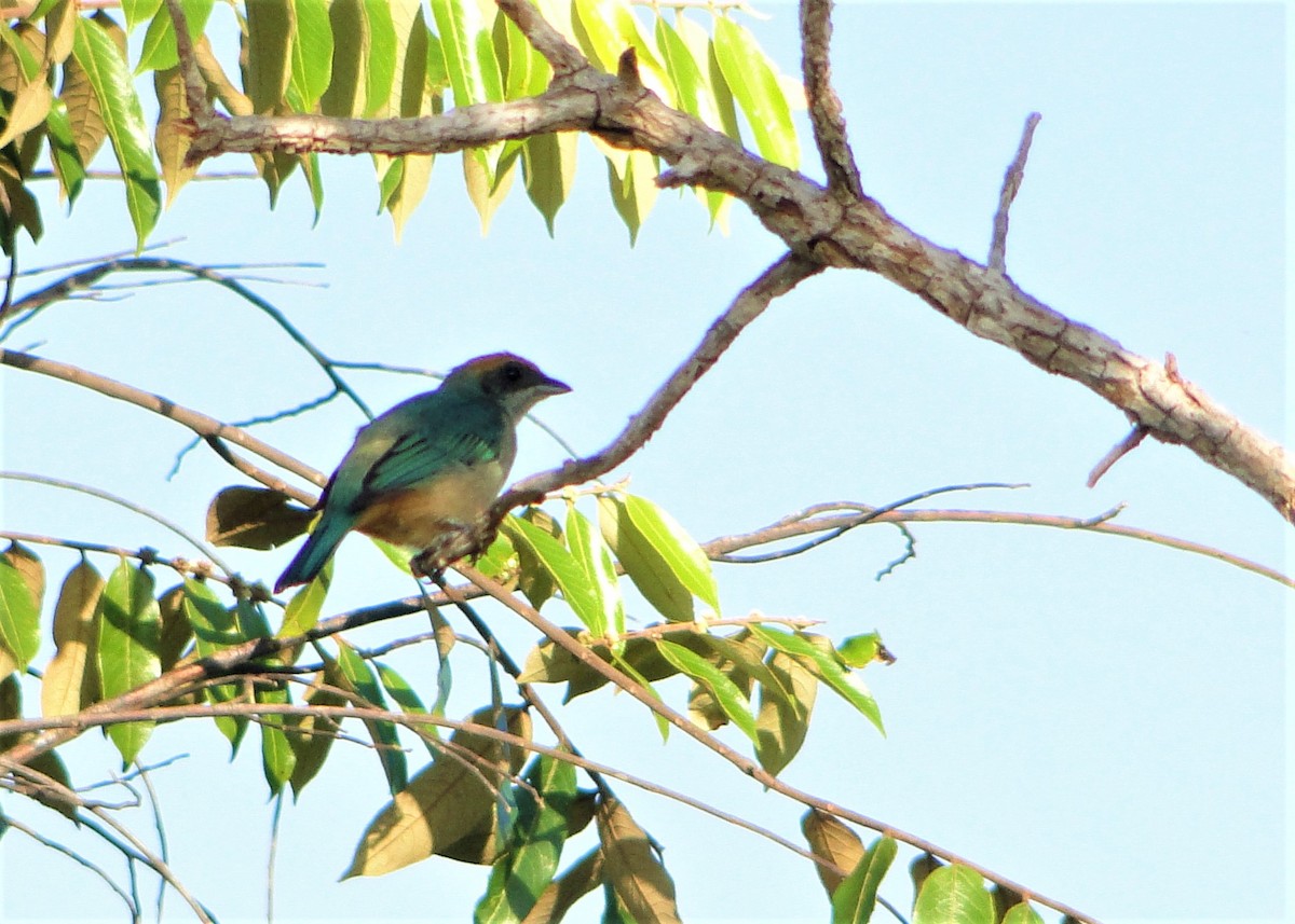 Burnished-buff Tanager - ML64389781