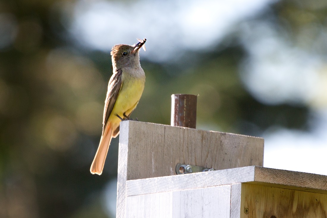 Great Crested Flycatcher - ML64390361