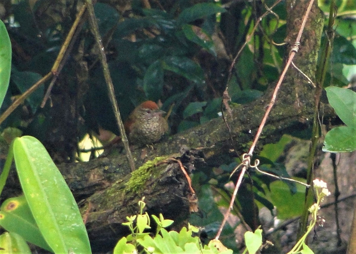 Scaled Spinetail - ML64391621