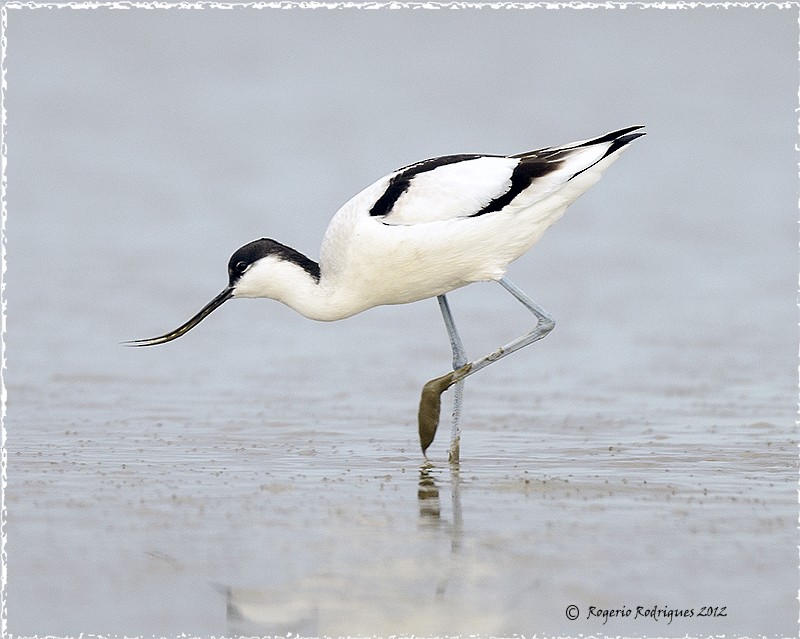 Pied Avocet - Rogério Rodrigues