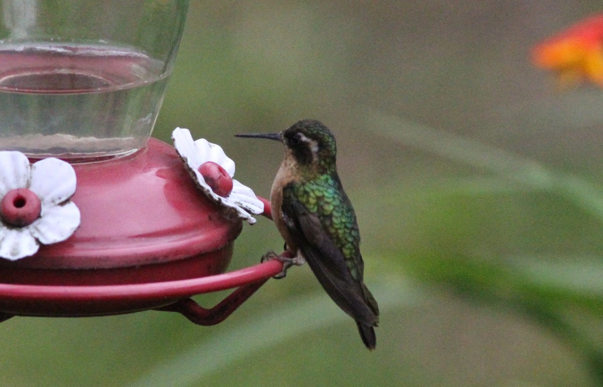 Speckled Hummingbird - ML64397531