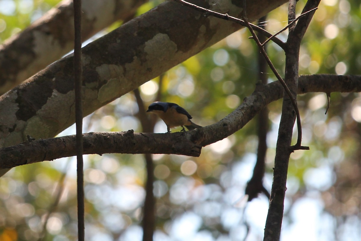 Fawn-breasted Tanager - ML64397551