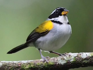Yellow-mandibled Sparrow - eBird
