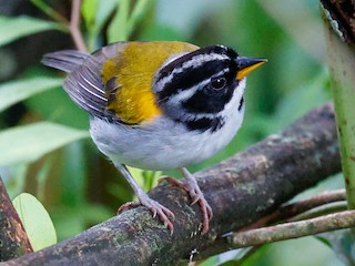 sparrow　AR×yellow moon AR-15 5.56 NATO 5'' SPIDER PISTOL KIT - FORGED UPPER WITH 4