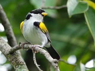 Yellow-mandibled Sparrow - eBird
