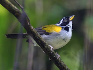 Yellow-mandibled Sparrow - eBird