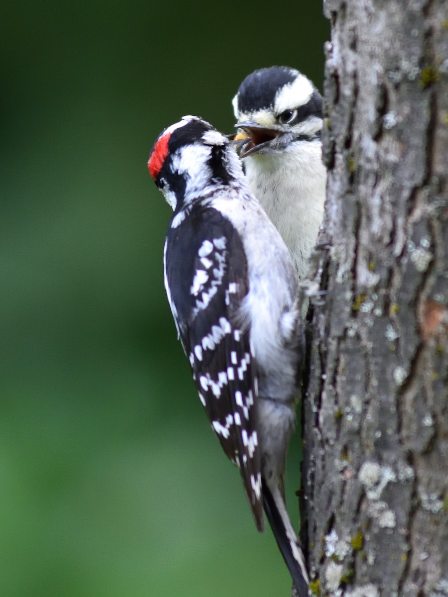 Downy Woodpecker - ML64399111