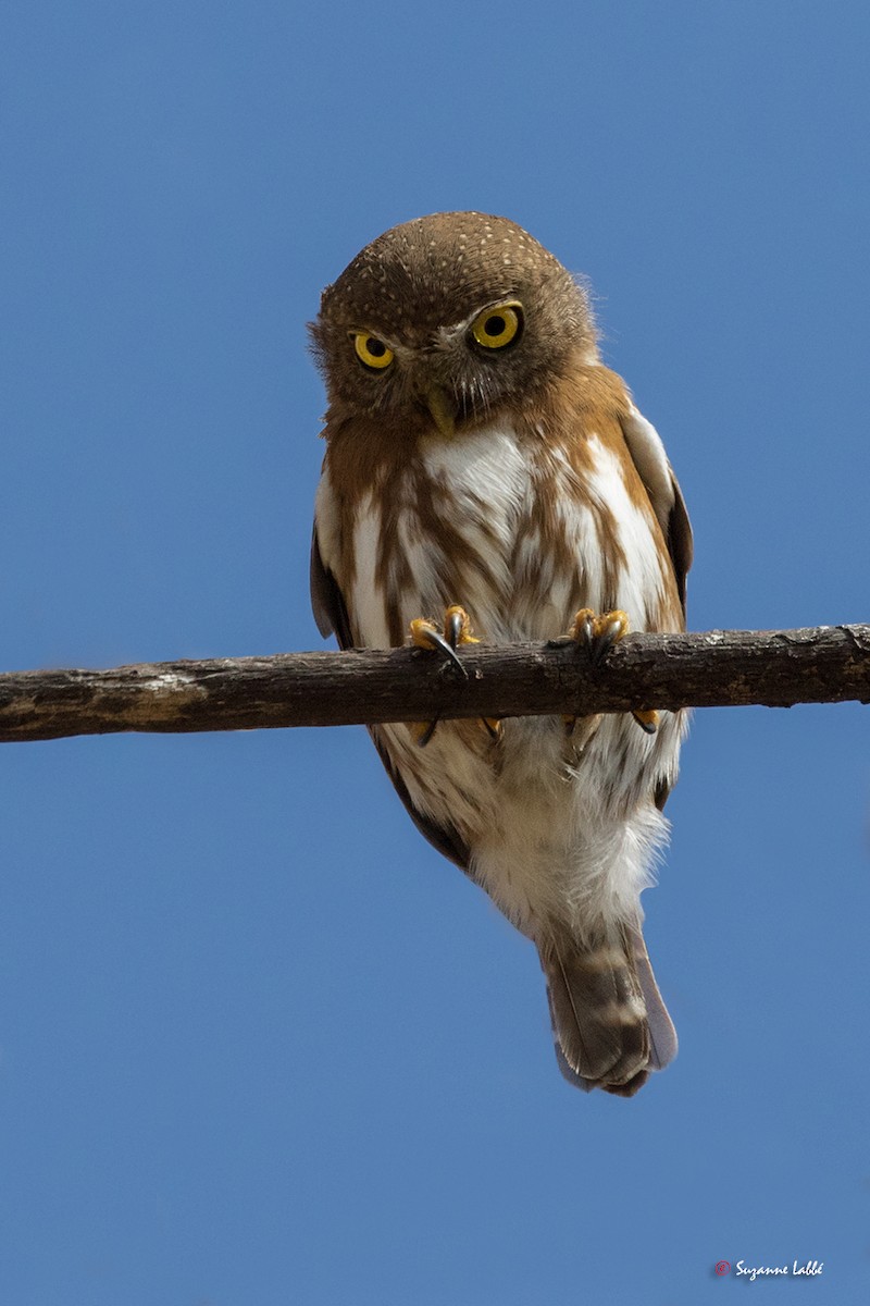 Colima Pygmy-Owl - ML64399571