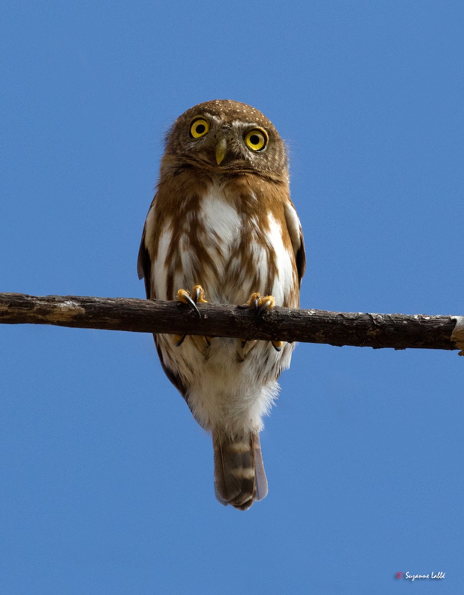 Colima Pygmy-Owl - ML64399601