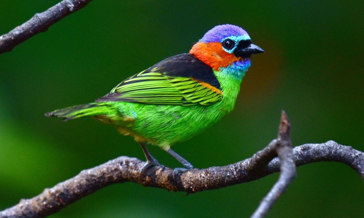 Red-necked Tanager - ML64401241