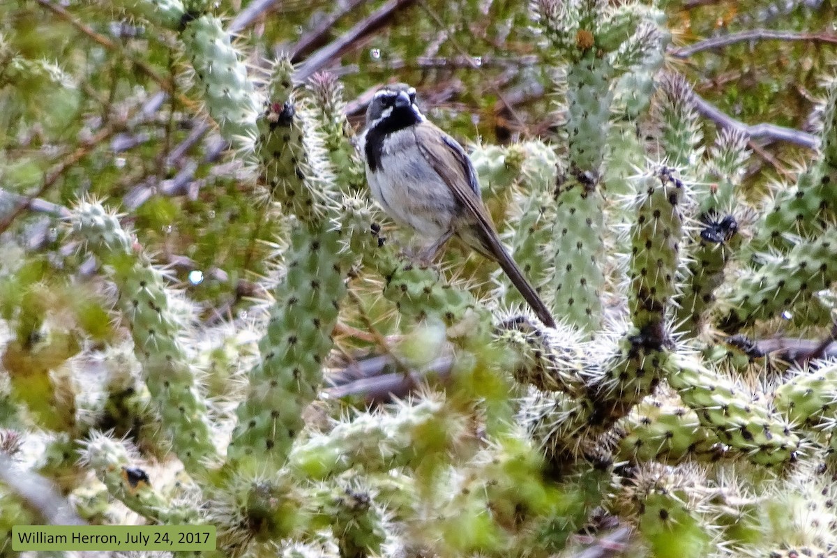 Black-throated Sparrow - Diana Herron