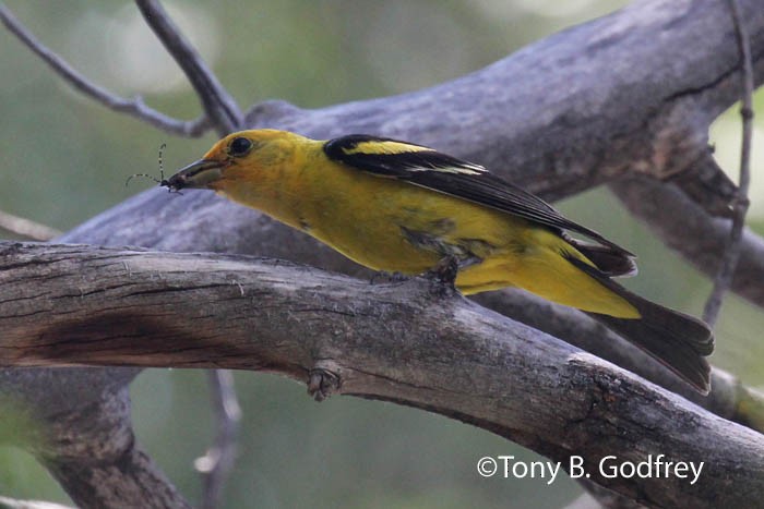 Western Tanager - ML64402851