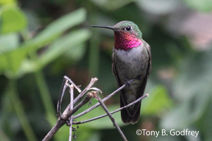 Broad-tailed Hummingbird - Tony Godfrey