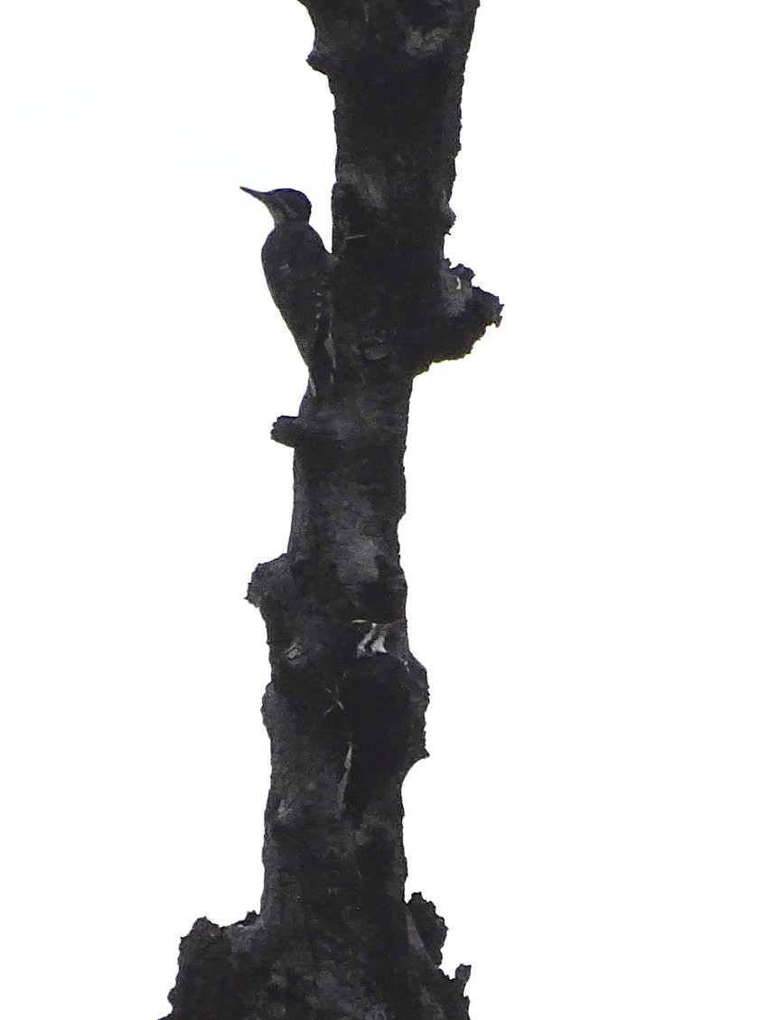 Black-backed Woodpecker - ML64403721