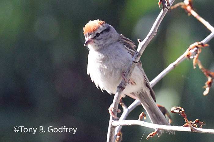 Chipping Sparrow - ML64403931