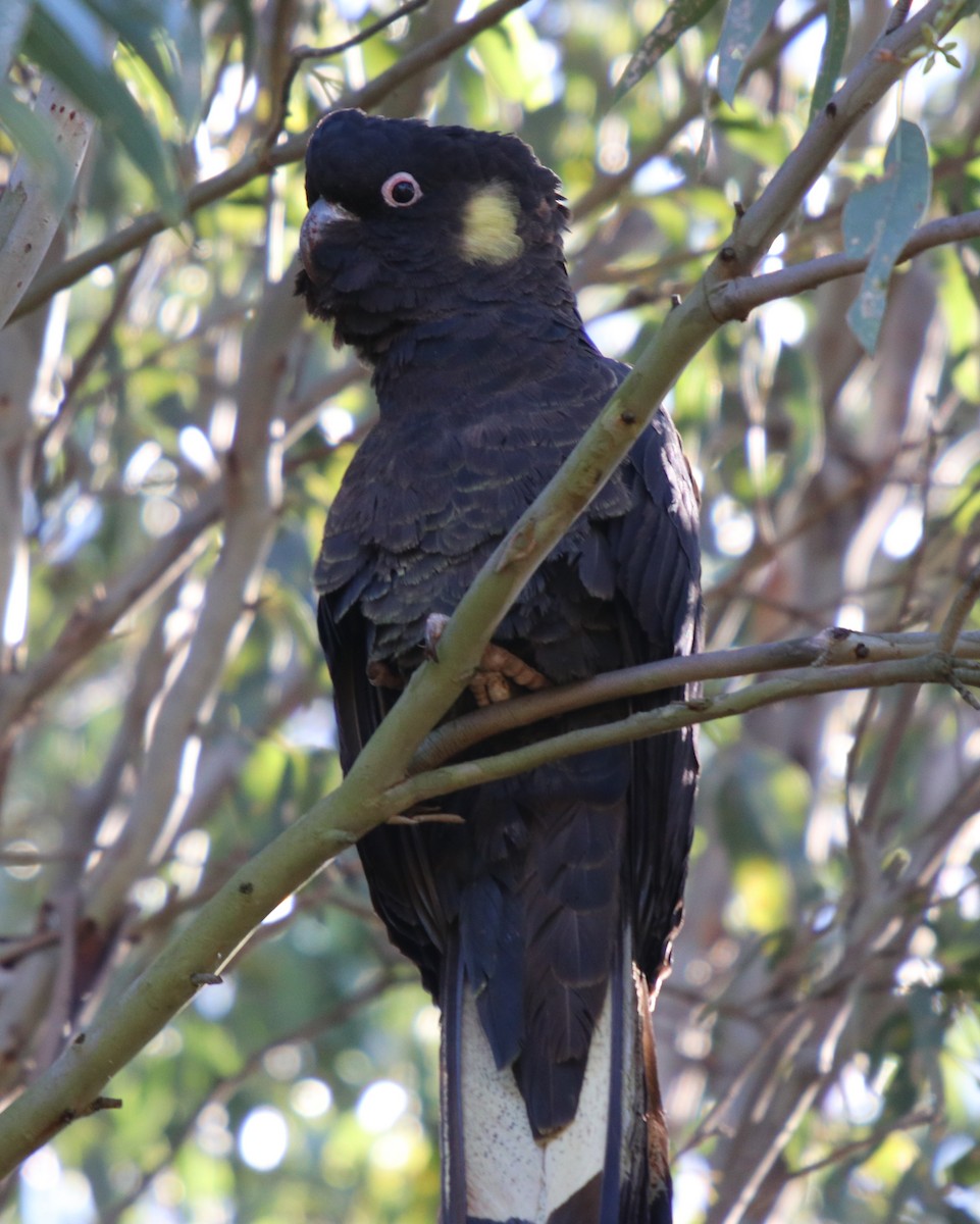 Yellow-tailed Black-Cockatoo - Donna Nagiello