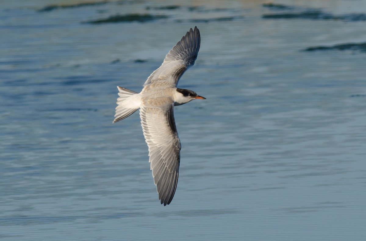 Common Tern - ML64405871