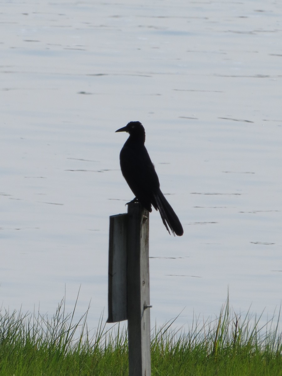 Boat-tailed Grackle - ML64407301