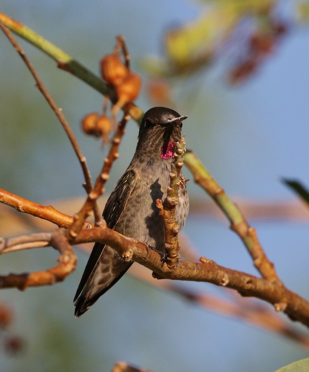 Anna's Hummingbird - ML64407841