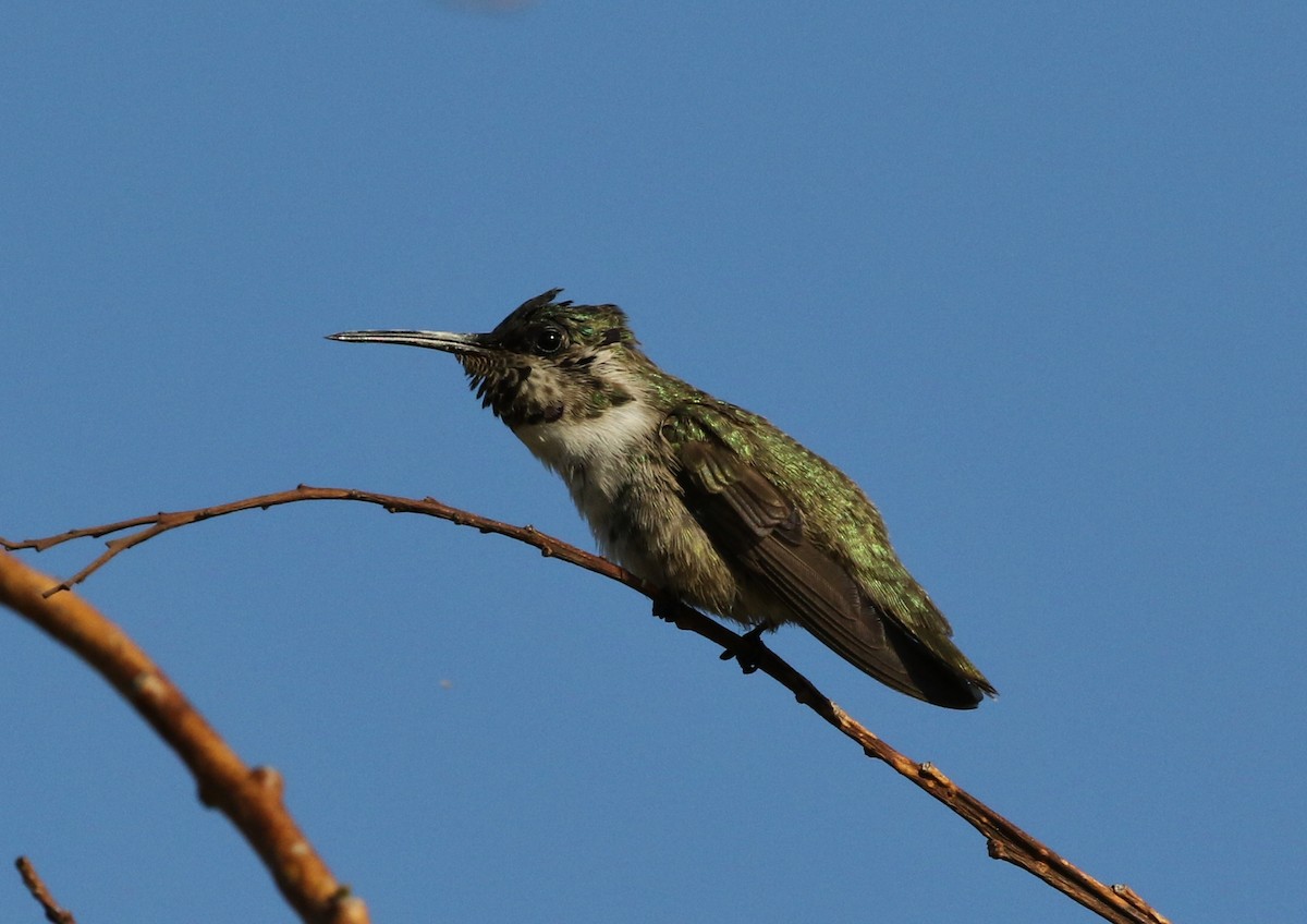 Costa's Hummingbird - ML64407861
