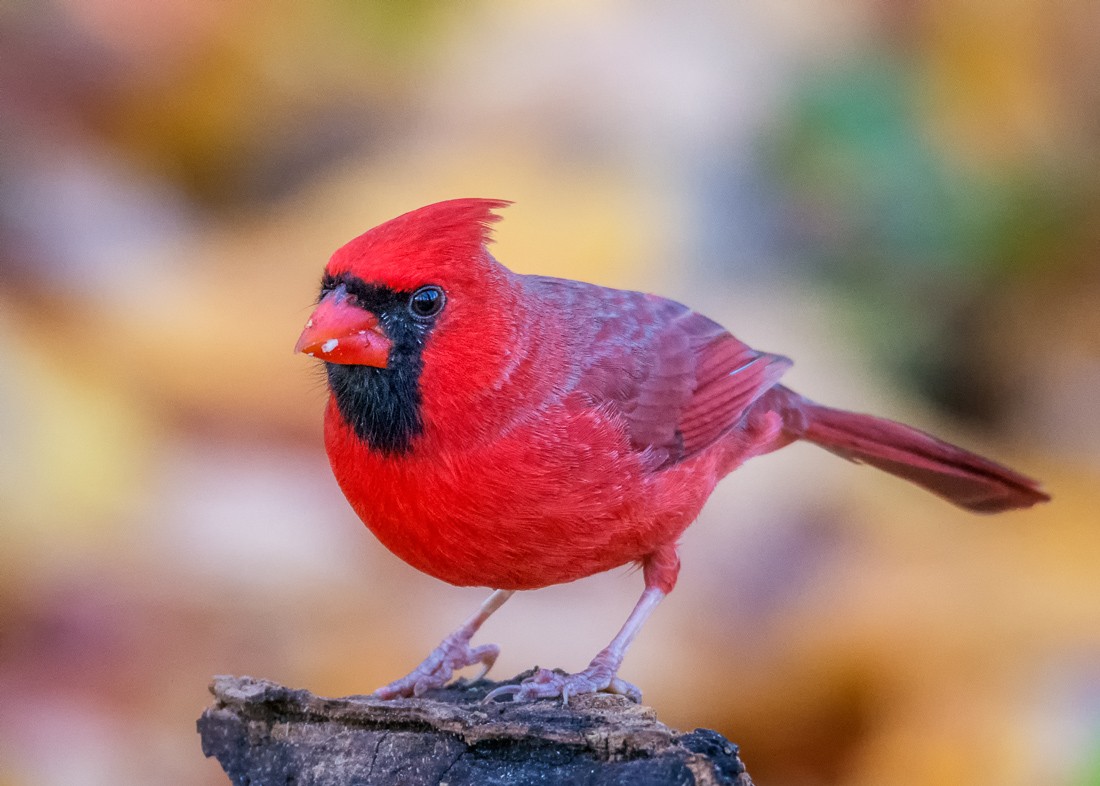 Northern Cardinal - mark kraus