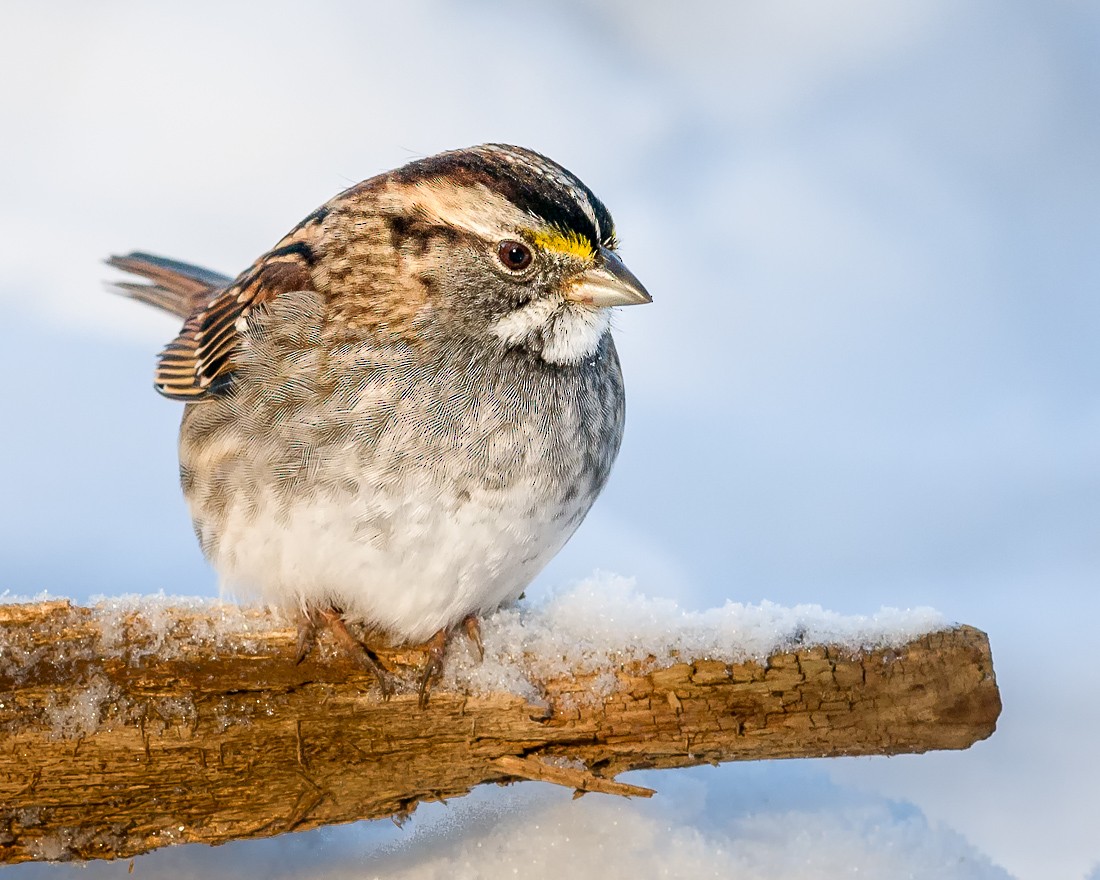 White-throated Sparrow - mark kraus