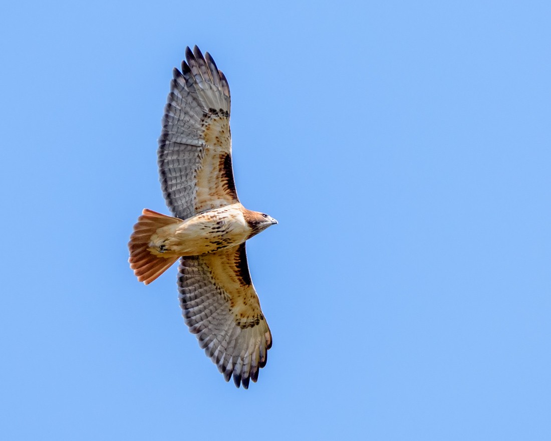 Red-tailed Hawk - mark kraus