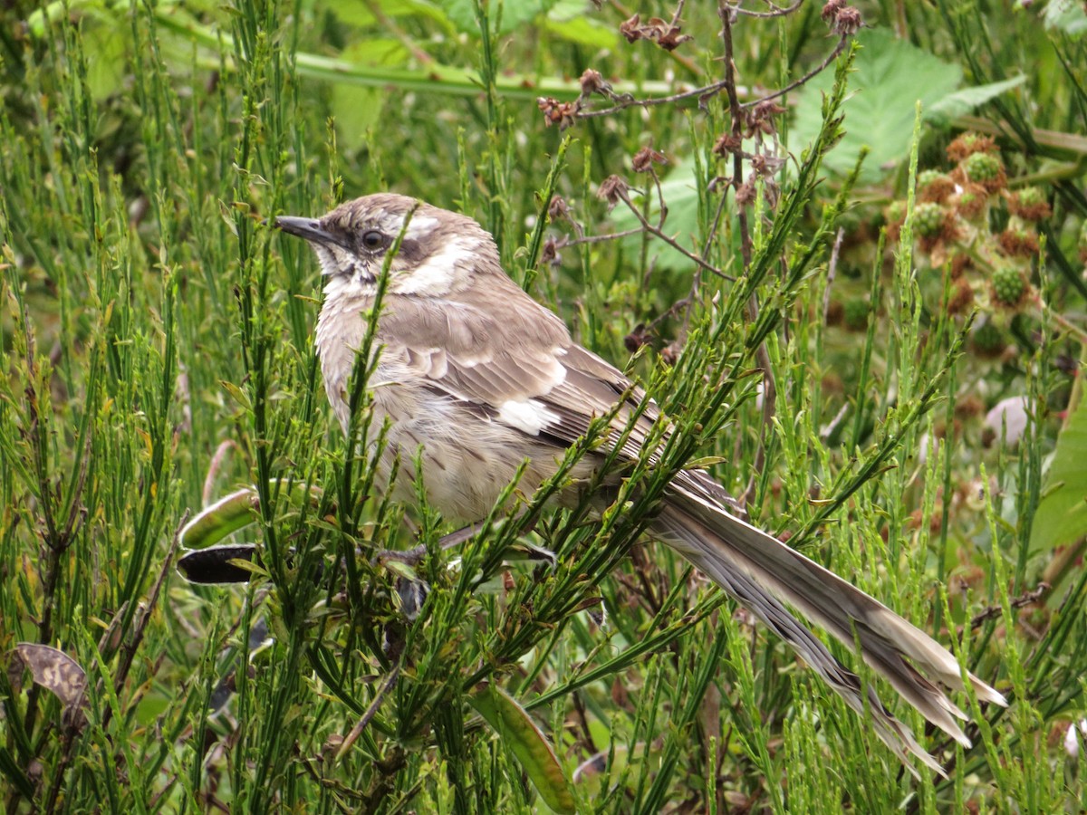 Long-tailed Mockingbird - ML64412581