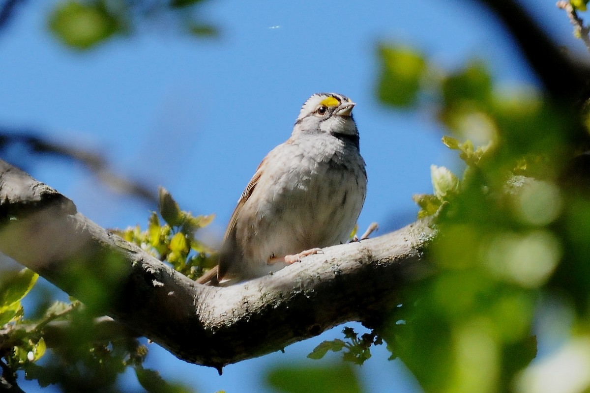 White-throated Sparrow - John Doty