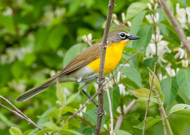 Yellow-breasted Chat ML64415461