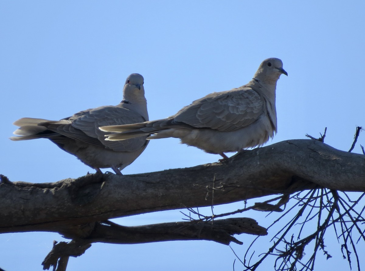 Eurasian Collared-Dove - Terry Hill