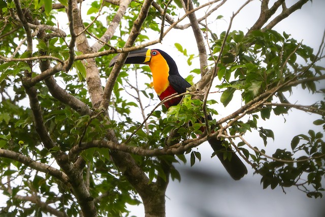 Channel-billed Toucan