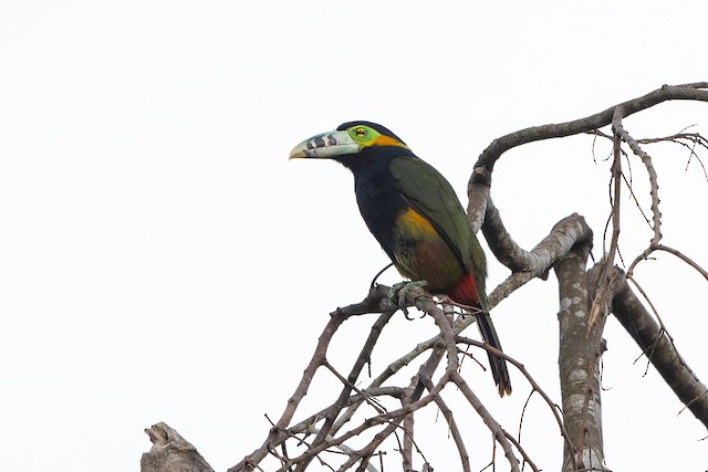 Spot-billed Toucanet