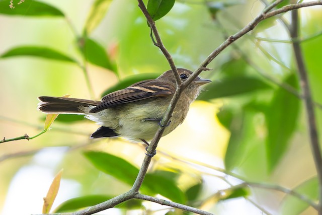 Euler's Flycatcher