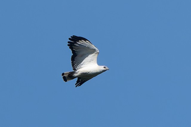 White-necked Hawk