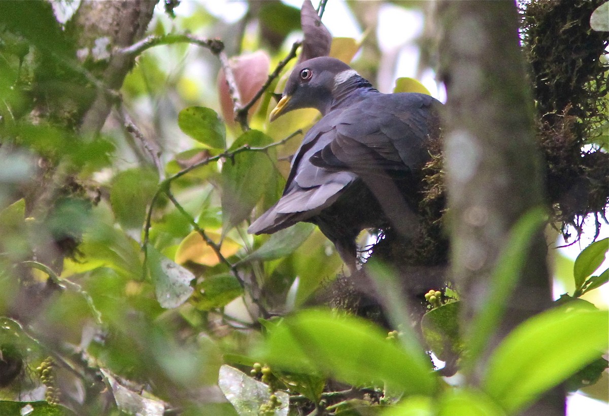 Band-tailed Pigeon (White-necked) - Don Roberson
