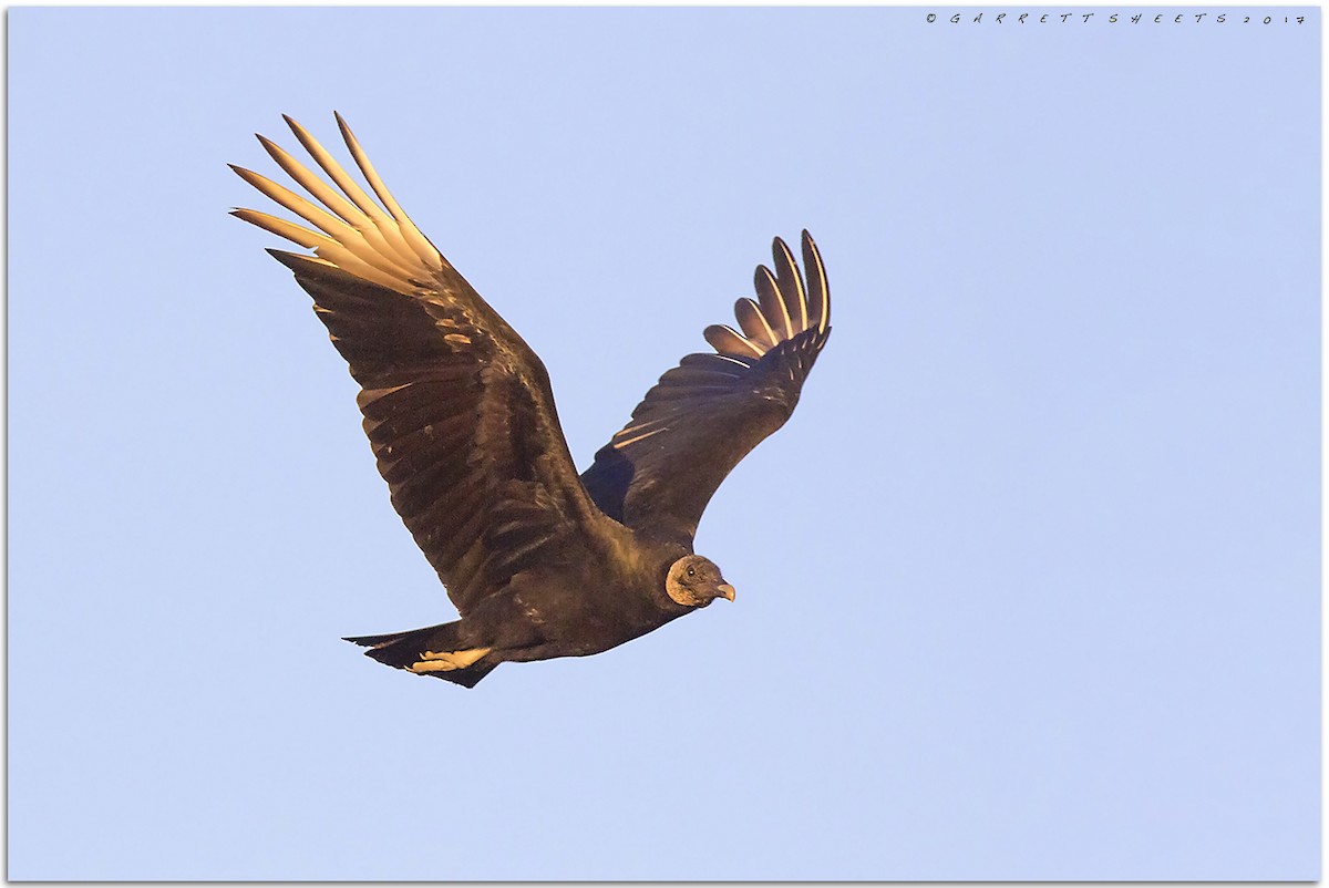 Black Vulture - ML64421991