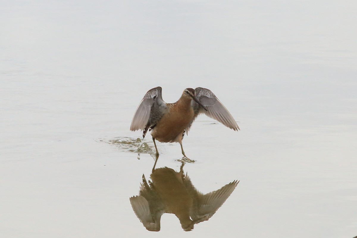 Long-billed Dowitcher - ML64422001