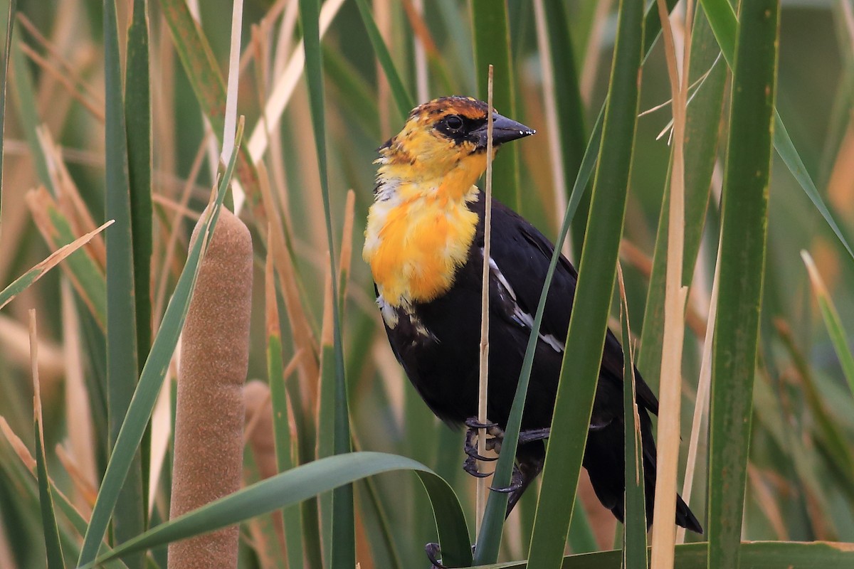 Yellow-headed Blackbird - John Mercer