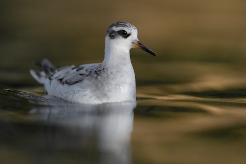 Red Phalarope