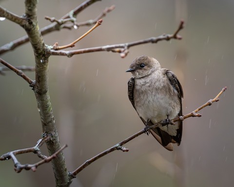 Northern Rough-winged Swallow
