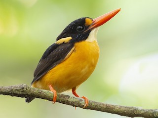 Буруанский зимородок - eBird