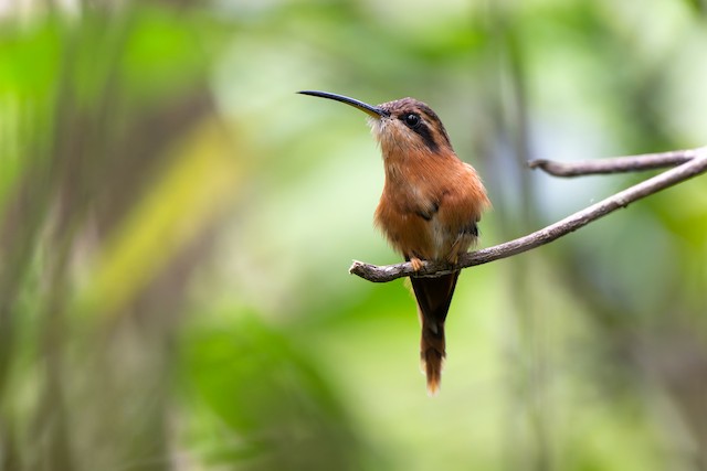 Reddish Hermit