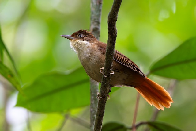 White-eyed Foliage-gleaner
